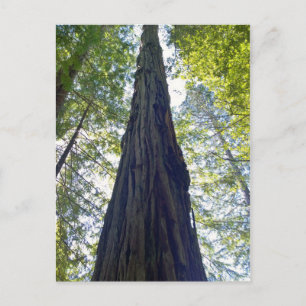 Giant Neverending Redwood Tree Postcard