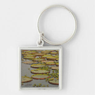 Giant or Victoria Lilies Victoria amazonica, Key Ring