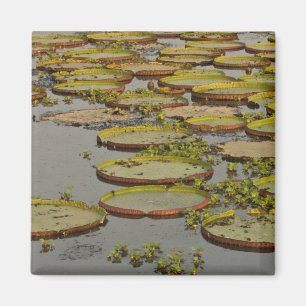 Giant or Victoria Lilies Victoria amazonica, Magnet