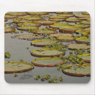 Giant or Victoria Lilies Victoria amazonica, Mouse Mat