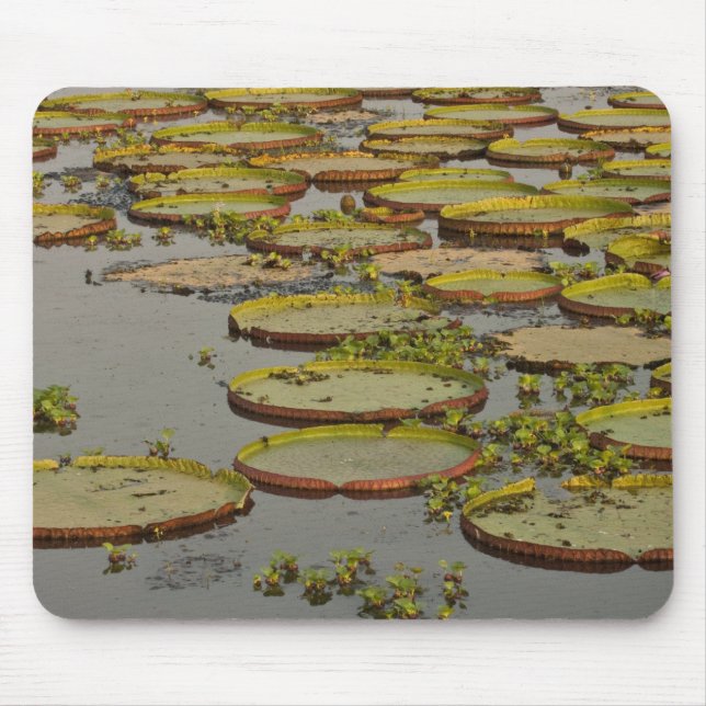 Giant or Victoria Lilies Victoria amazonica, Mouse Mat (Front)