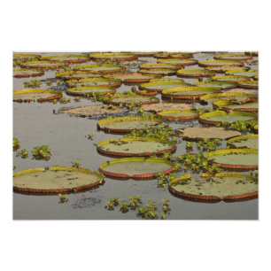 Giant or Victoria Lilies Victoria amazonica, Photo Print