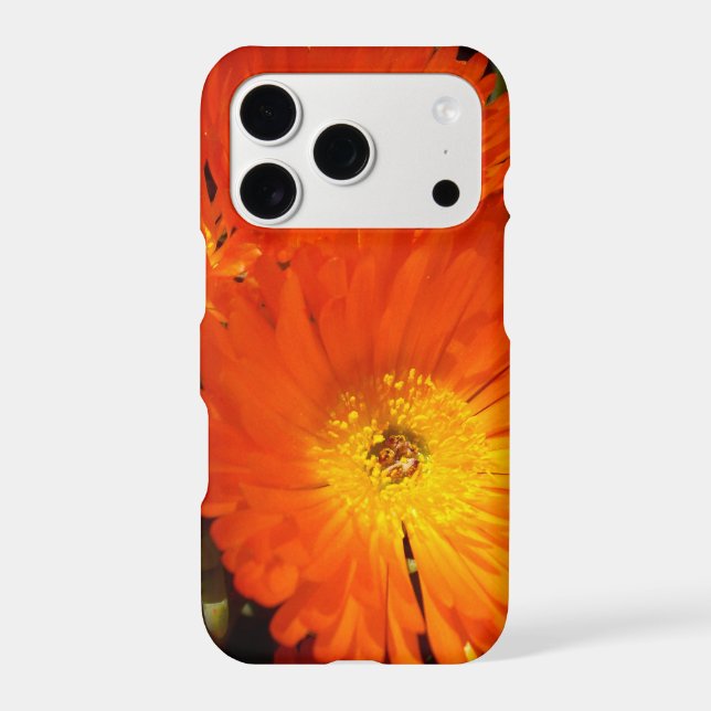 Giant Orange Daisies,   (Back)