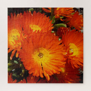 Giant Orange Daisies,    Jigsaw Puzzle