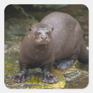 Giant Otter's Footprints Square Sticker