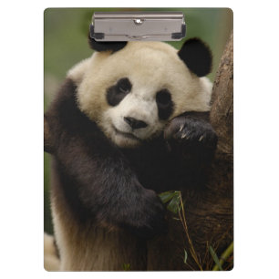 Giant panda Ailuropoda melanoleuca) Family Clipboard