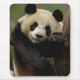 Giant panda Ailuropoda melanoleuca) Family Mouse Mat