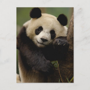 Giant panda Ailuropoda melanoleuca) Family Postcard
