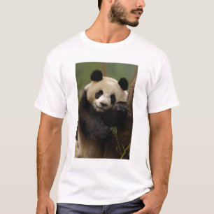 Giant panda Ailuropoda melanoleuca) Family T-Shirt