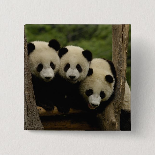 Giant panda babies Ailuropoda melanoleuca) 15 Cm Square Badge (Front)