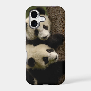 Giant panda babies (Ailuropoda melanoleuca) 2