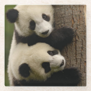 Giant panda babies (Ailuropoda melanoleuca) 2 Glass Coaster