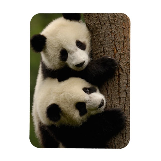 Giant panda babies (Ailuropoda melanoleuca) 2 Magnet (Vertical)