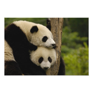 Giant panda babies Ailuropoda melanoleuca) 3 Photo Print