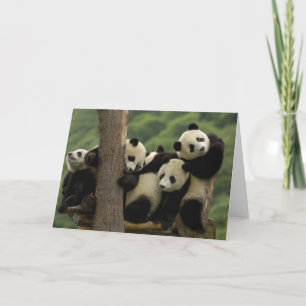 Giant panda babies Ailuropoda melanoleuca) 4 Card