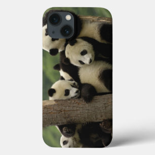 Giant panda babies Ailuropoda melanoleuca) 4 iPhone 13 Case