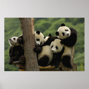 Giant panda babies Ailuropoda melanoleuca) 4 Poster