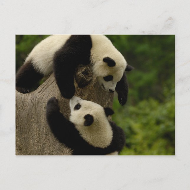 Giant panda babies (Ailuropoda melanoleuca) 5 Postcard (Front)