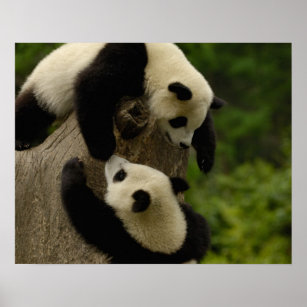 Giant panda babies (Ailuropoda melanoleuca) 5 Poster