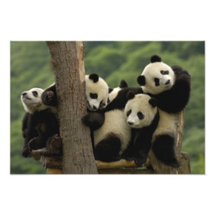 Giant panda babies Ailuropoda melanoleuca) 8 Photo Print