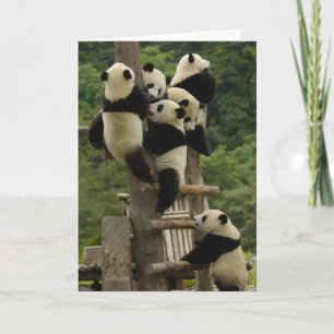 Giant panda babies Ailuropoda melanoleuca) Card
