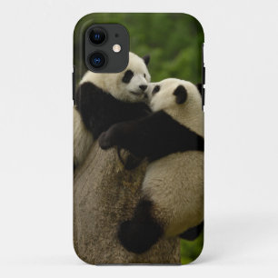 Giant panda babies (Ailuropoda melanoleuca) iPhone 11 Case