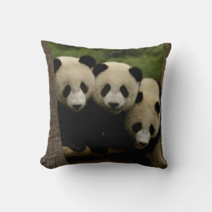 Giant panda babies Ailuropoda melanoleuca) Cushion