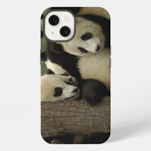 Giant panda babies Ailuropoda melanoleuca) iPhone 13 Case
