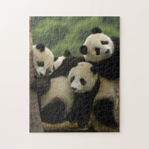 Giant panda babies Ailuropoda melanoleuca) Jigsaw Puzzle