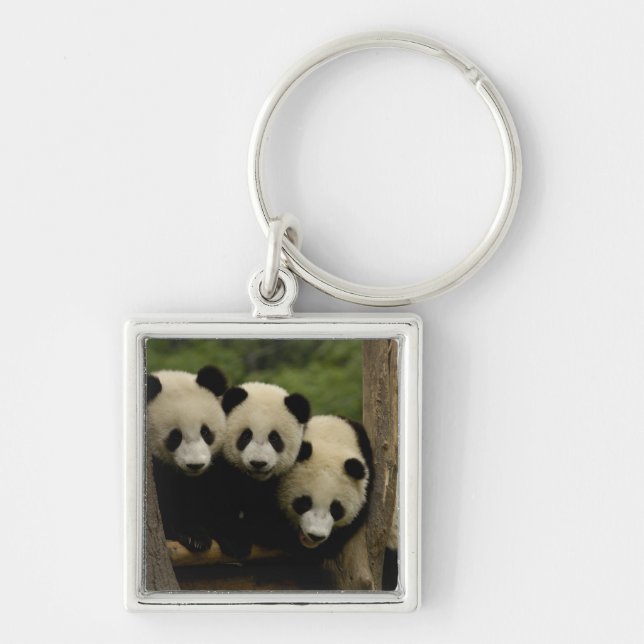 Giant panda babies Ailuropoda melanoleuca) Key Ring (Front)