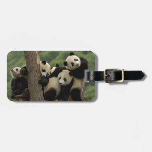 Giant panda babies Ailuropoda melanoleuca) Luggage Tag