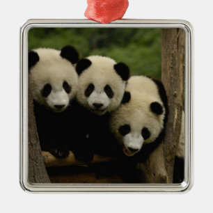 Giant panda babies Ailuropoda melanoleuca) Metal Tree Decoration