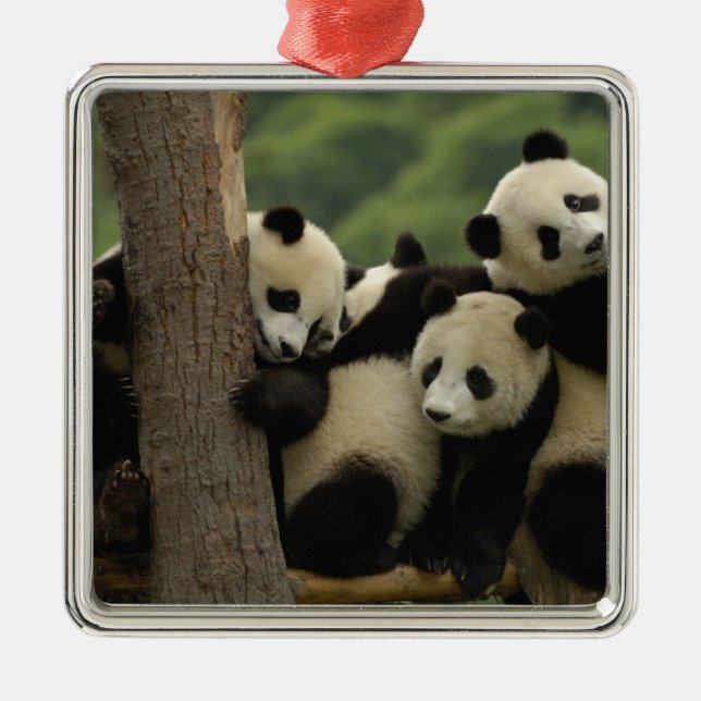 Giant panda babies Ailuropoda melanoleuca) Metal Tree Decoration (Front)