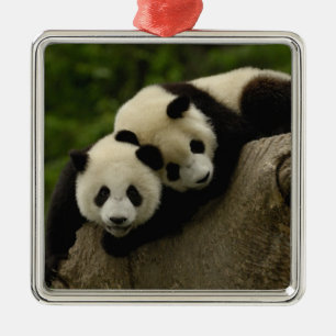 Giant panda babies Ailuropoda melanoleuca) Metal Tree Decoration