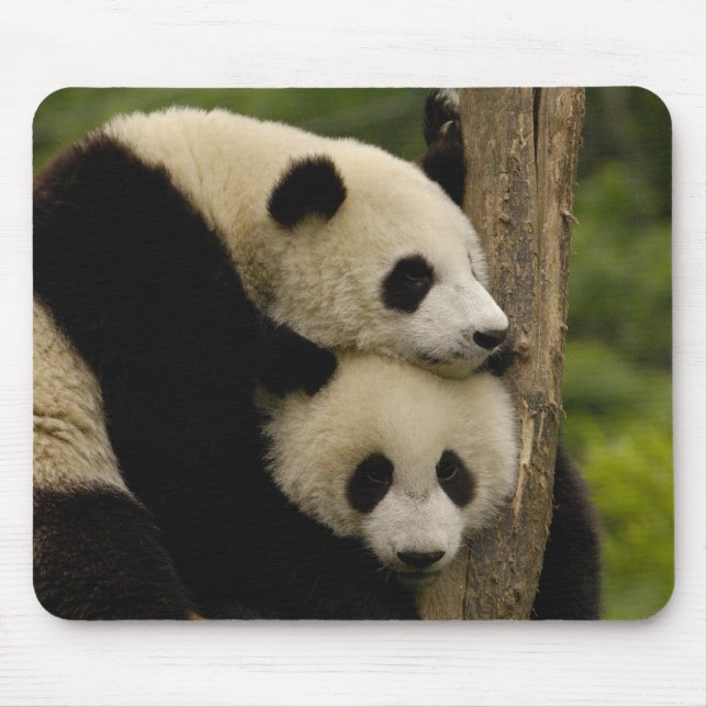 Giant panda babies Ailuropoda melanoleuca) Mouse Mat (Front)