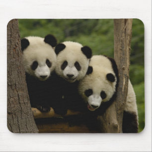 Giant panda babies Ailuropoda melanoleuca) Mouse Mat