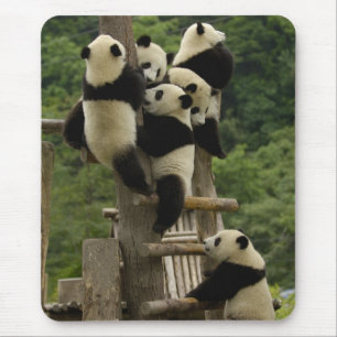 Giant panda babies Ailuropoda melanoleuca) Mouse Mat