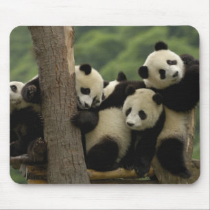 Giant panda babies Ailuropoda melanoleuca) Mouse Mat