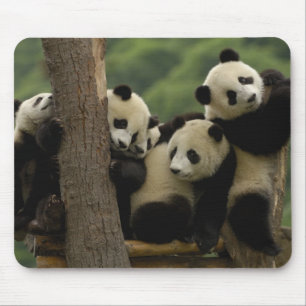 Giant panda babies Ailuropoda melanoleuca) Mouse Mat