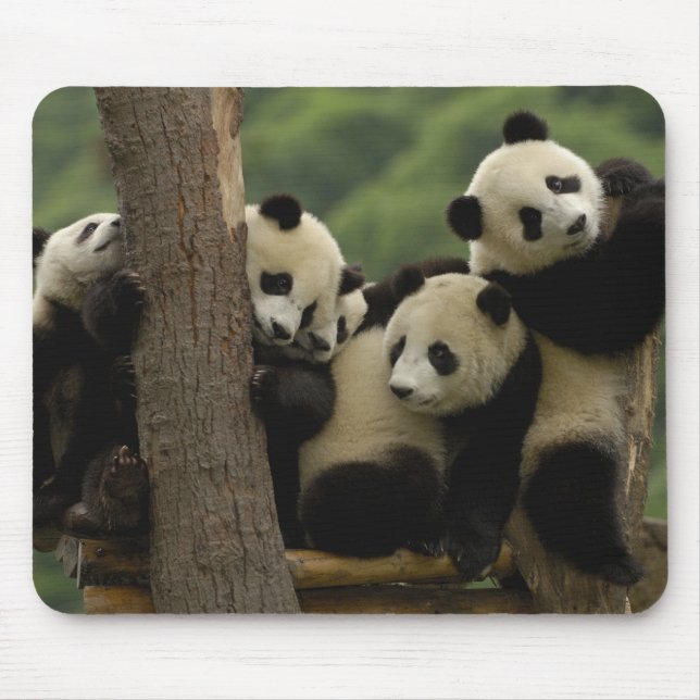 Giant panda babies Ailuropoda melanoleuca) Mouse Mat (Front)