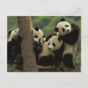 Giant panda babies Ailuropoda melanoleuca) Postcard