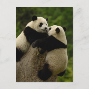Giant panda babies (Ailuropoda melanoleuca) Postcard