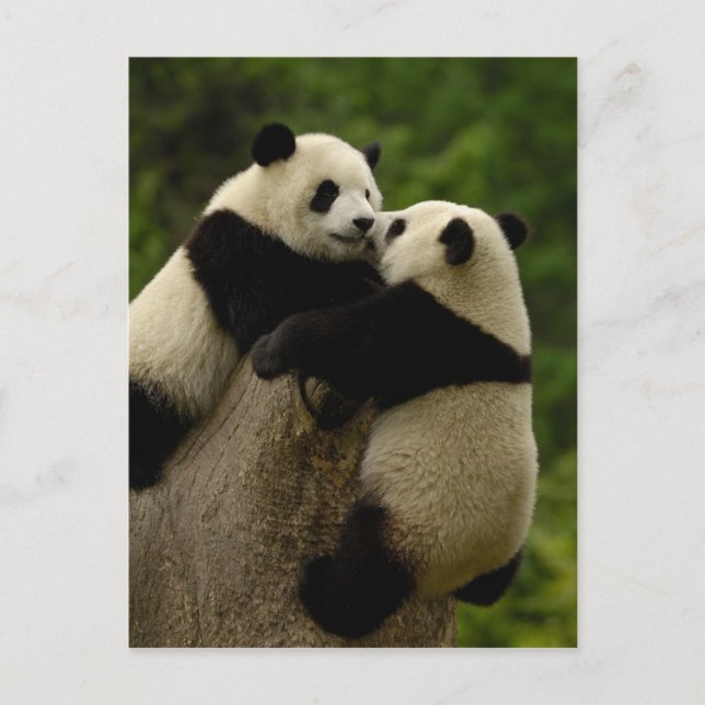 Giant panda babies (Ailuropoda melanoleuca) Postcard (Front)