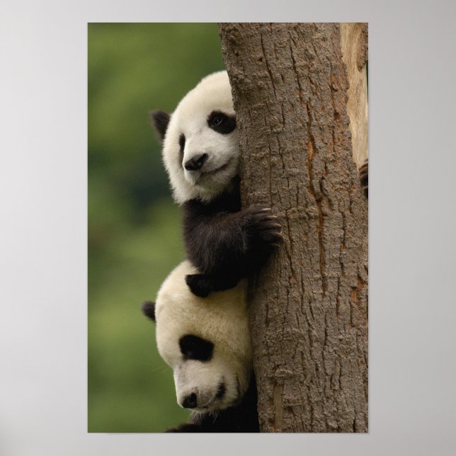 Giant panda babies Ailuropoda melanoleuca) Poster (Front)