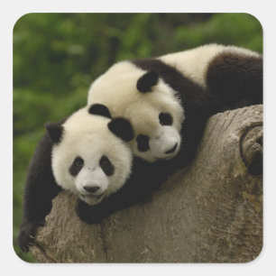 Giant panda babies Ailuropoda melanoleuca) Square Sticker