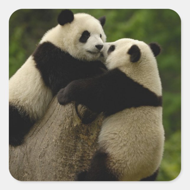 Giant panda babies (Ailuropoda melanoleuca) Square Sticker (Front)