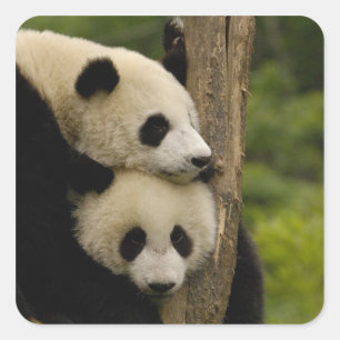 Giant panda babies Ailuropoda melanoleuca) Square Sticker