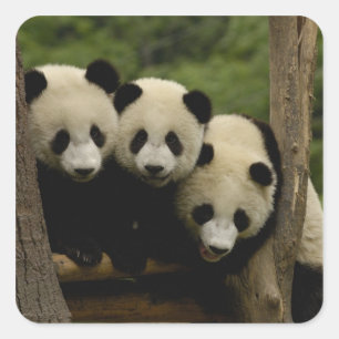 Giant panda babies Ailuropoda melanoleuca) Square Sticker