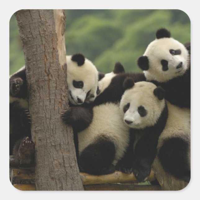 Giant panda babies Ailuropoda melanoleuca) Square Sticker (Front)