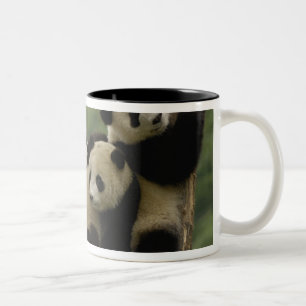 Giant panda babies Ailuropoda melanoleuca) Two-Tone Coffee Mug